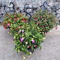 Afbeelding van Hp23 Fuchsia Divers